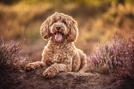 Hundefotos By Domi - Dominika Stollenwerk – Bild 5