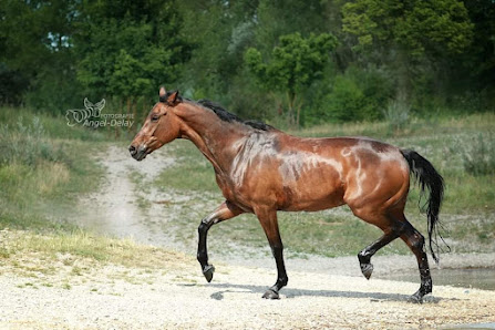 Fotografie Angel-Delay (Nicolle Rachlitz) – Bild 3