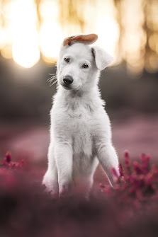 Herzenssache Pfotografie - Tierfotografie – Bild 3