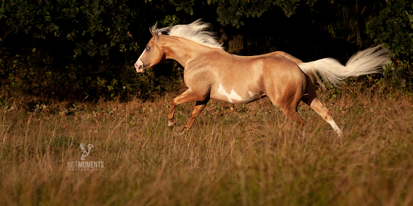 justMoments-Photography – Bild 2
