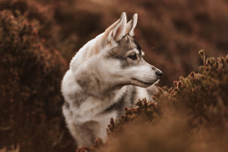 Northwaves Fotografie & Film – Bild 5