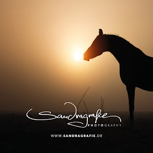 Sandragrafie / Sandra Reitenbach Fotografie – Bild 2