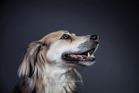 FMS Photography : Tierfotografie – Bild 2
