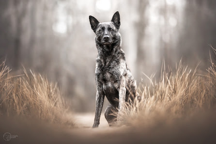 Herzenssache Pfotografie - Tierfotografie – Bild 2