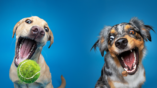 Hundefotografie Lindner Osnabrück – Bild 2