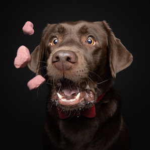 Magnucki Fotografie - Tierfotografie in Bielefeld – Bild 2