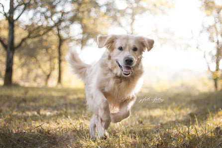 Pfotenfotos by Linchens (Hundefotograf) – Bild 3