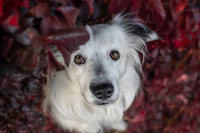 Johanna - Tierfotografie Thüringen
