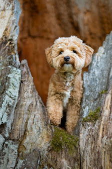 PFOTEN IN SZENE – HUNDEFOTOGRAFIE – Bild 3