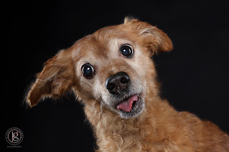 Jeanette Grottendiek Fotografie by Dog Paparazzi – Bild 3