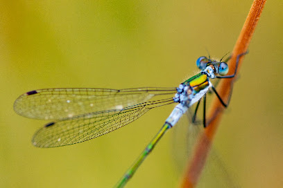 Michael Witte Naturfotografie