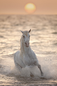 Tierfotografie Ingrid Feuerecker – Bild 4