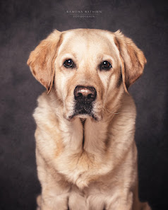 Ramona Rathjen Fotodesign - Hundefotografie Buxtehude | Stade | Hamburg – Bild 3