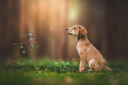 Armin Pollak Tierfotografie – Bild 6