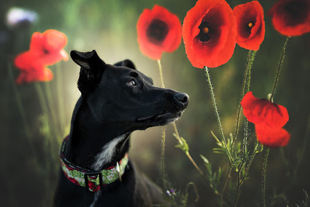 Hundefotografie Hildesheim – Bild 2
