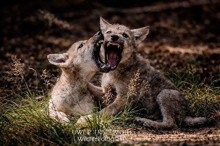 Uwe P. Frischmuth Fotografie – Bild 3