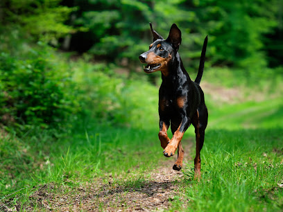 DOGGYFRAMES Hundefotografie