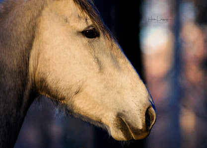helo-photography Tierfotografie – Bild 3