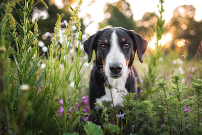 KT Photography - Hundefotografie in Leichlingen, Leverkusen, Solingen, Köln, Düsseldorf & NRW