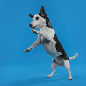 Jeanette Grottendiek Fotografie by Dog Paparazzi – Bild 4