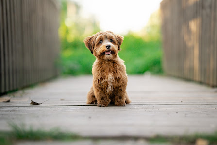 DOGGYFRAMES Hundefotografie – Bild 3