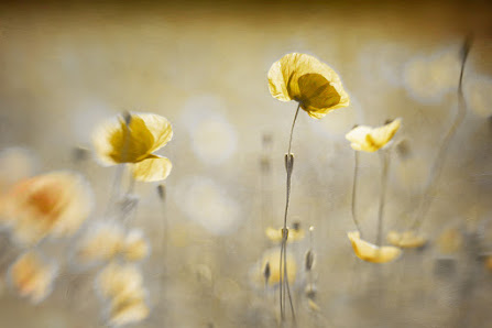Fotokunst Christiane Steinicke – Bild 3