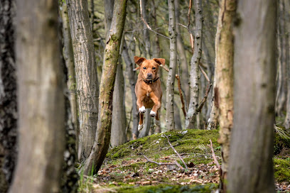 Amibello - Der Hundefotograf