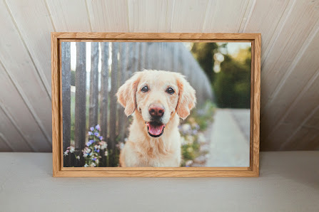 YIART Hundefotografie | Yasemin Ikibas – Bild 3