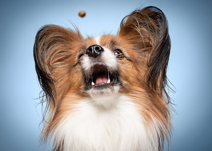 eMotionMoments | Fotostudio für Hunde – Bild 3