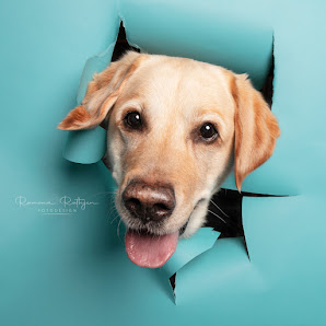 Ramona Rathjen Fotodesign - Hundefotografie Buxtehude | Stade | Hamburg – Bild 5