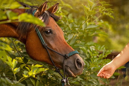 Fellliebe Fotografie- Tierfotografie Larissa Lohmann – Bild 3
