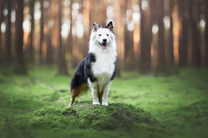 Tierfotograf Thore Scheu – Einzigartige Hundefotos und Tierporträts