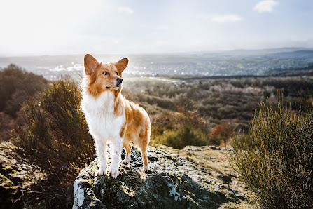 YIART Hundefotografie | Yasemin Ikibas – Bild 2