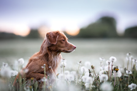 Lisa Windisch Tierfotografie – Bild 2