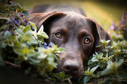 Fotofusion-Saar / Momo Schramm – Bild 2