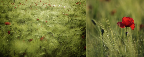 Saitenblicke - Fotografie Dana Seugling
