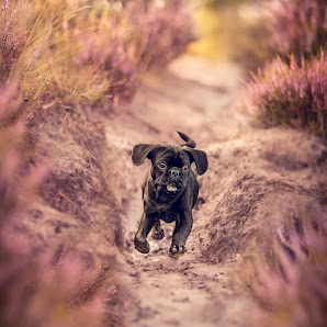 Hundefotos By Domi - Dominika Stollenwerk – Bild 3