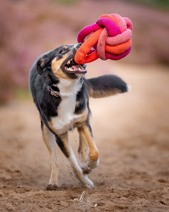 Pfoten im Fokus Photography - Hundefotografie Schleswig-Holstein – Bild 3
