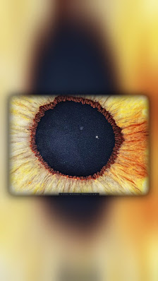Iris Fotografie Ingolstadt – Bild 4