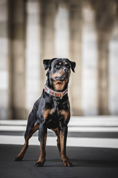 Hundefotografie Markus Heber Photography
