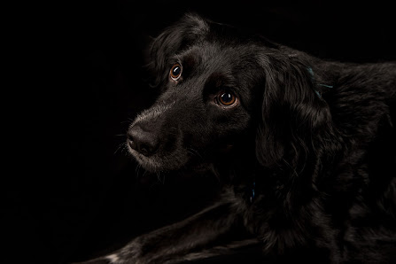 Picass-o Fotografie – Bild 3