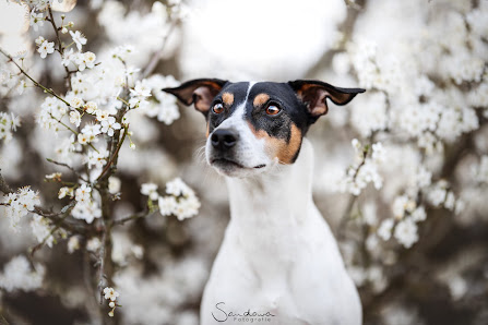 Sandowa Fotografie - Tierfotografie Rems-Murr-Kreis – Bild 5