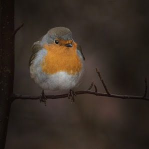 AugenBlick Fotografie – Bild 4
