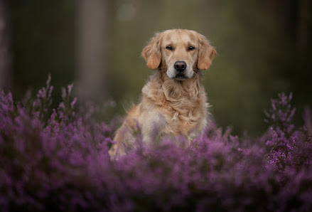 Sabine Kölling Photography – Bild 4