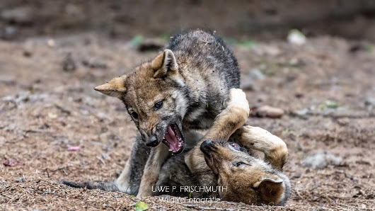 Uwe P. Frischmuth Fotografie – Bild 4