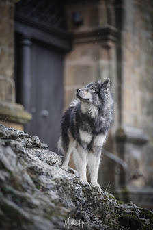 Hundefotografie Markus Heber Photography – Bild 3