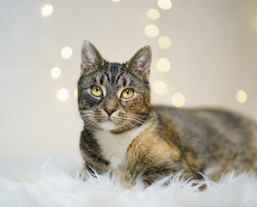 flauschverliebt - Tierfotografie – Bild 3