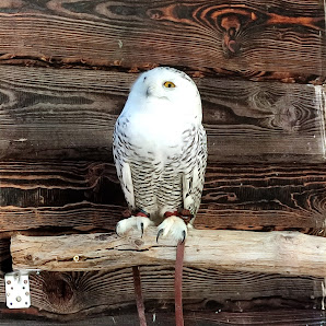 -Der Eulenmann / Infostunden , Shooting mit Eulen / Eulen und Greifvogel Kompetenzzentrum – Bild 3