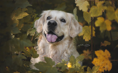 Pfotenfotos by Linchens (Hundefotograf)