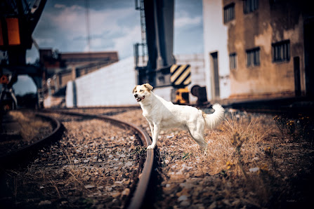 Hundefotografie Hildesheim – Bild 3